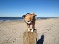 Piratennest Hundeurlaub direkt am Wasser